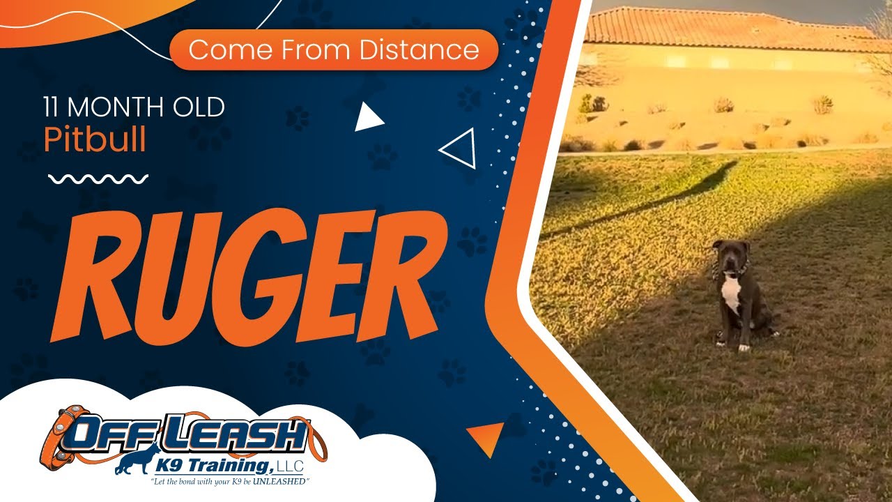 11 mo Pitbull Ruger ~ Best PitBull Trainers ~ Off Leash K9 Training Phoenix