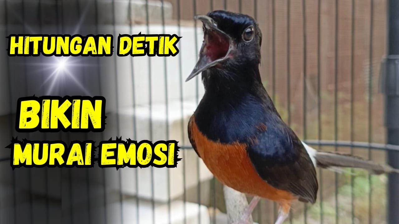 🔥murai batu gacor AMPUH BUAT PANCINGAN MURAI BATU MENJADIKAN murai batu agar cepat bunyi NYAUT