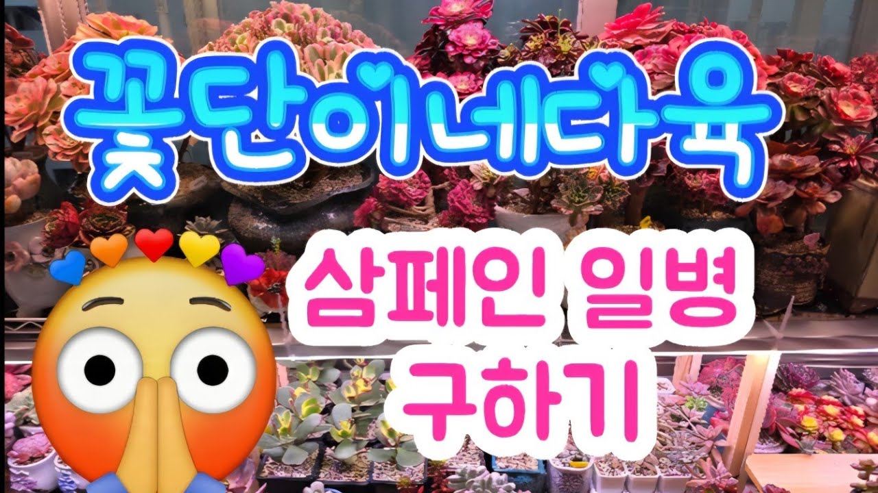 삼페인?샴페인? #삼페인철화구하기#라이언일병기#다육이#plants #succulent #꽃단이네다육 