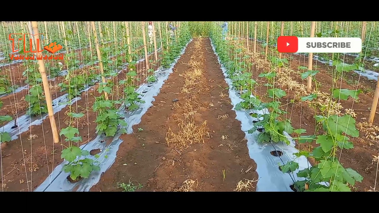 MERAMBATKAN GAMBAS⁉️ di Lanjaran PARA PARA