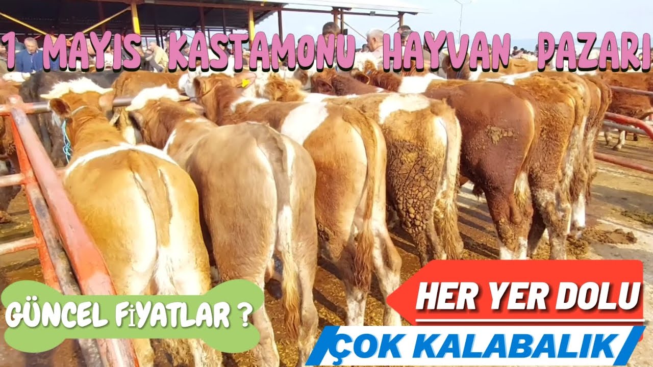1 MAYIS KASTAMONU HAYVAN PAZARI/GÜNCEL FİYATLAR/RÖPORTAJ/KURBAN YAKLAŞIYOR PAZAR NE DURUMDA ?