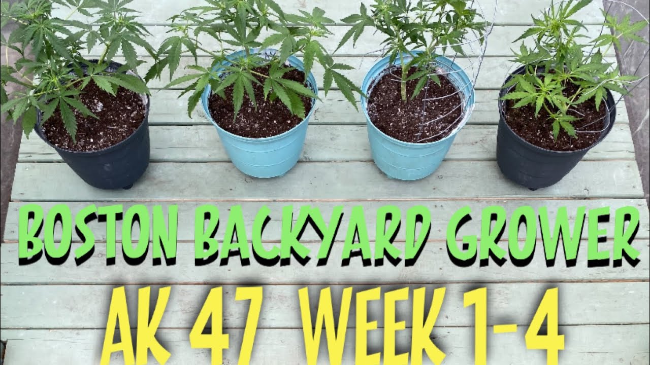 How To Grow Cannabis Outdoor AK47 Seeds Week 1-4 Timelapse - Ep1