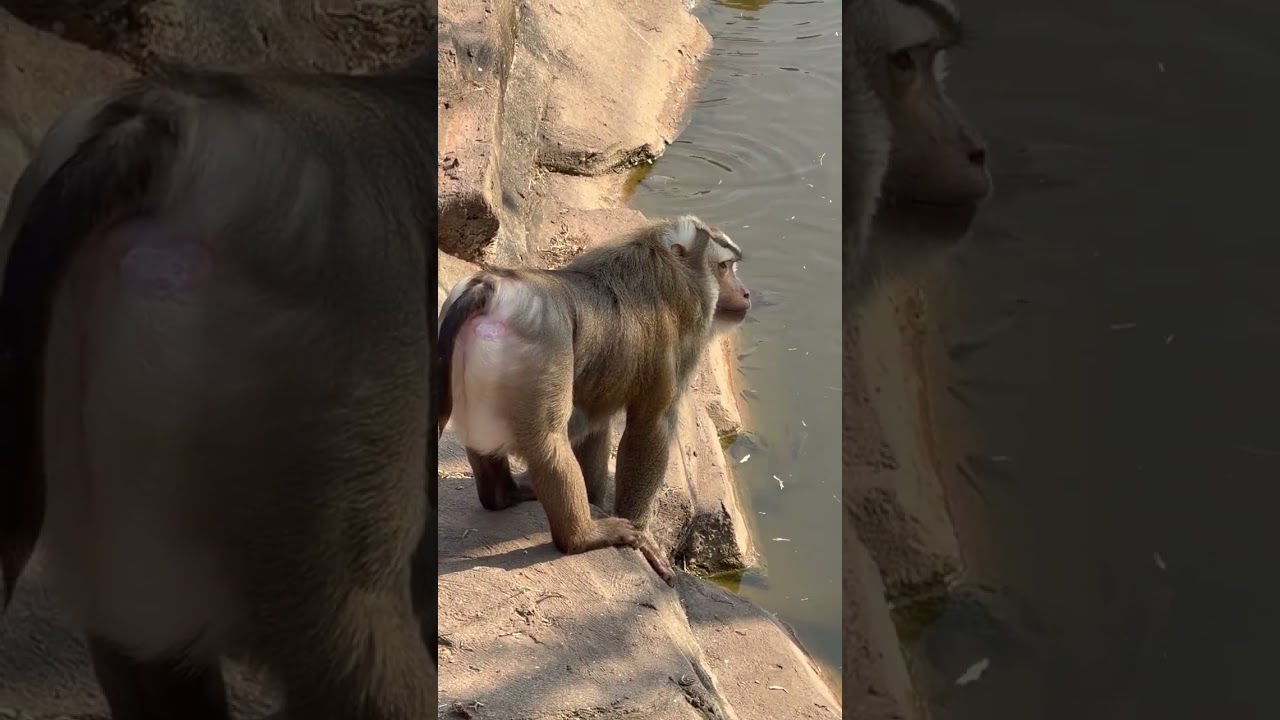A Day at the Guangzhou Zoo