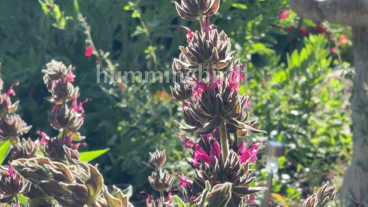 Hummingbird - 2/28/2026