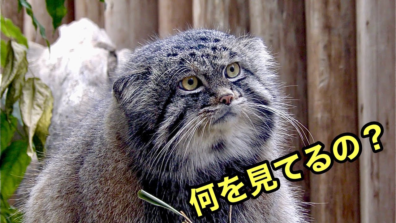マヌルネコ　ナルくんの視線の先は？【神戸どうぶつ王国】Pallas's cat Kobe Animal Kingdom