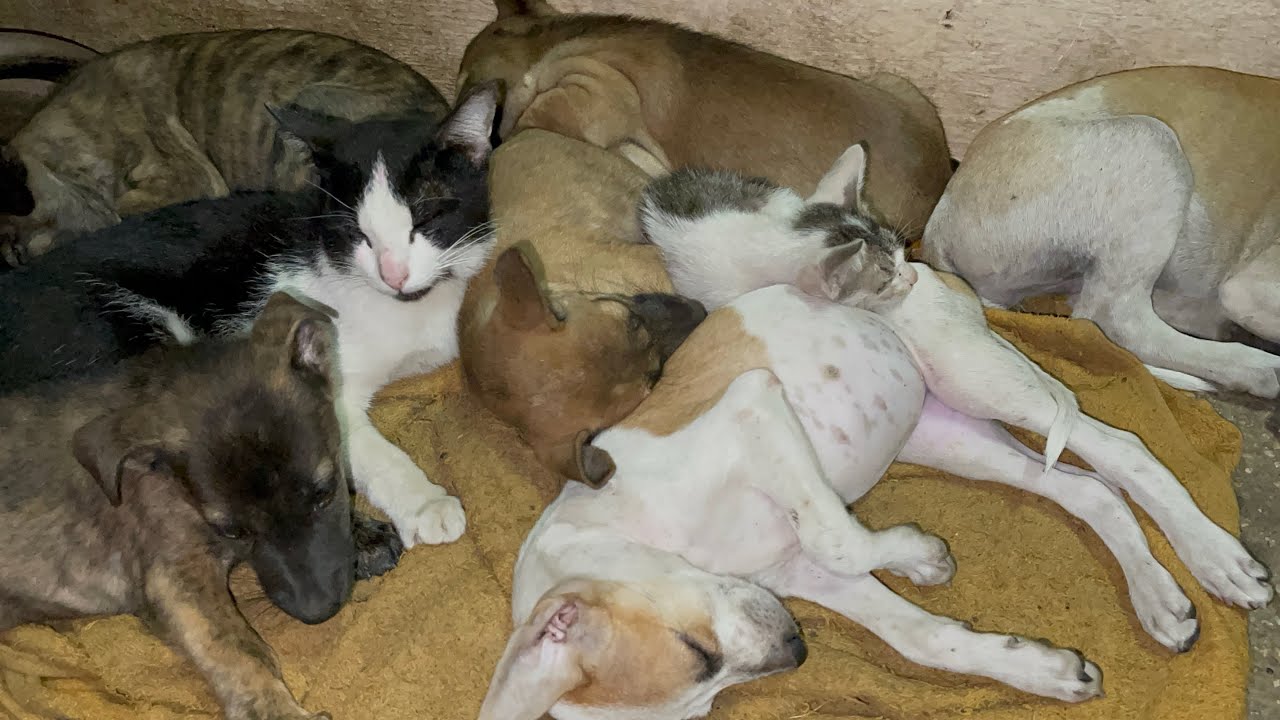 OMG! always want to sleep with puppies | LUCY Official