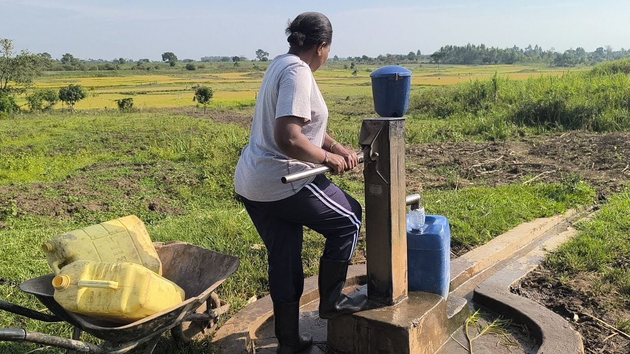 We have started using our water at the farm// harvesting rice #farming #villagelife #farmhouse 