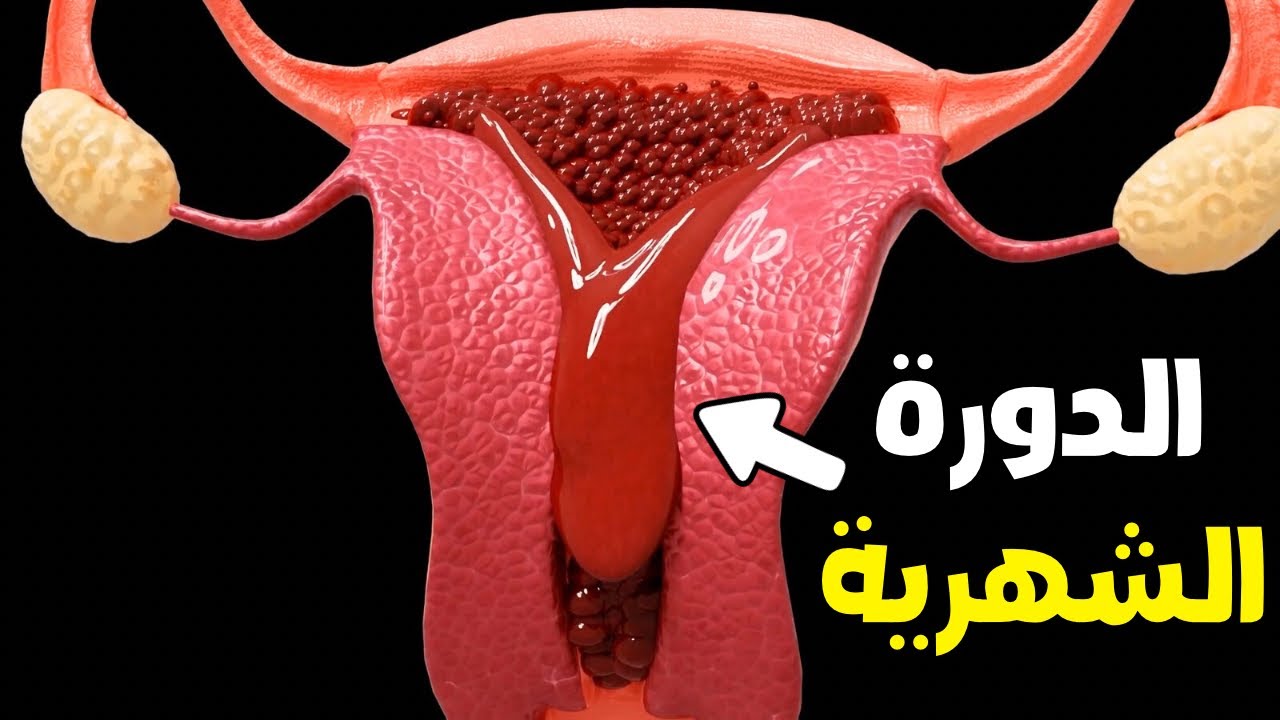 شاهد كيف تحدث الدورة الشهرية بطريقة علمية بسيطة _ ?How does the menstrual cycle occur