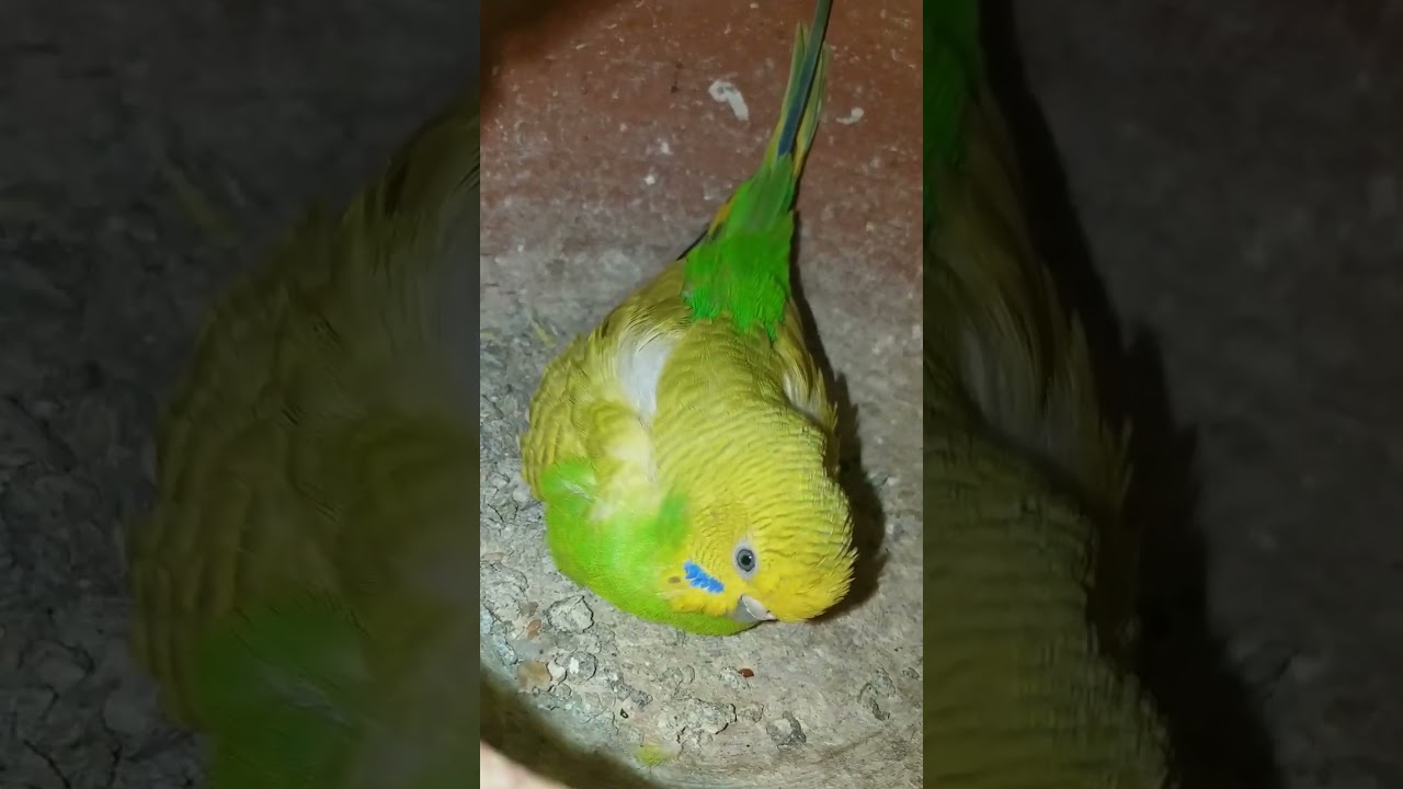Budgie Incubating Eggs | بادجي يفقس البيض | Budgie Mengerami Telur | Periquito incubando ovos |