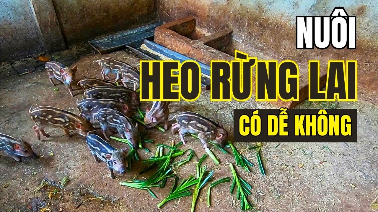 Nuôi heo rừng lai có dễ không - Nguồn thức ăn cho heo