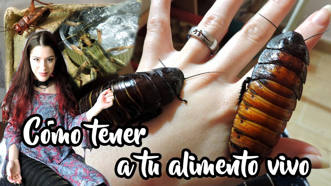 Cómo preparar tu alimento vivo recién comprado. Guía rápida | daden Reptilera