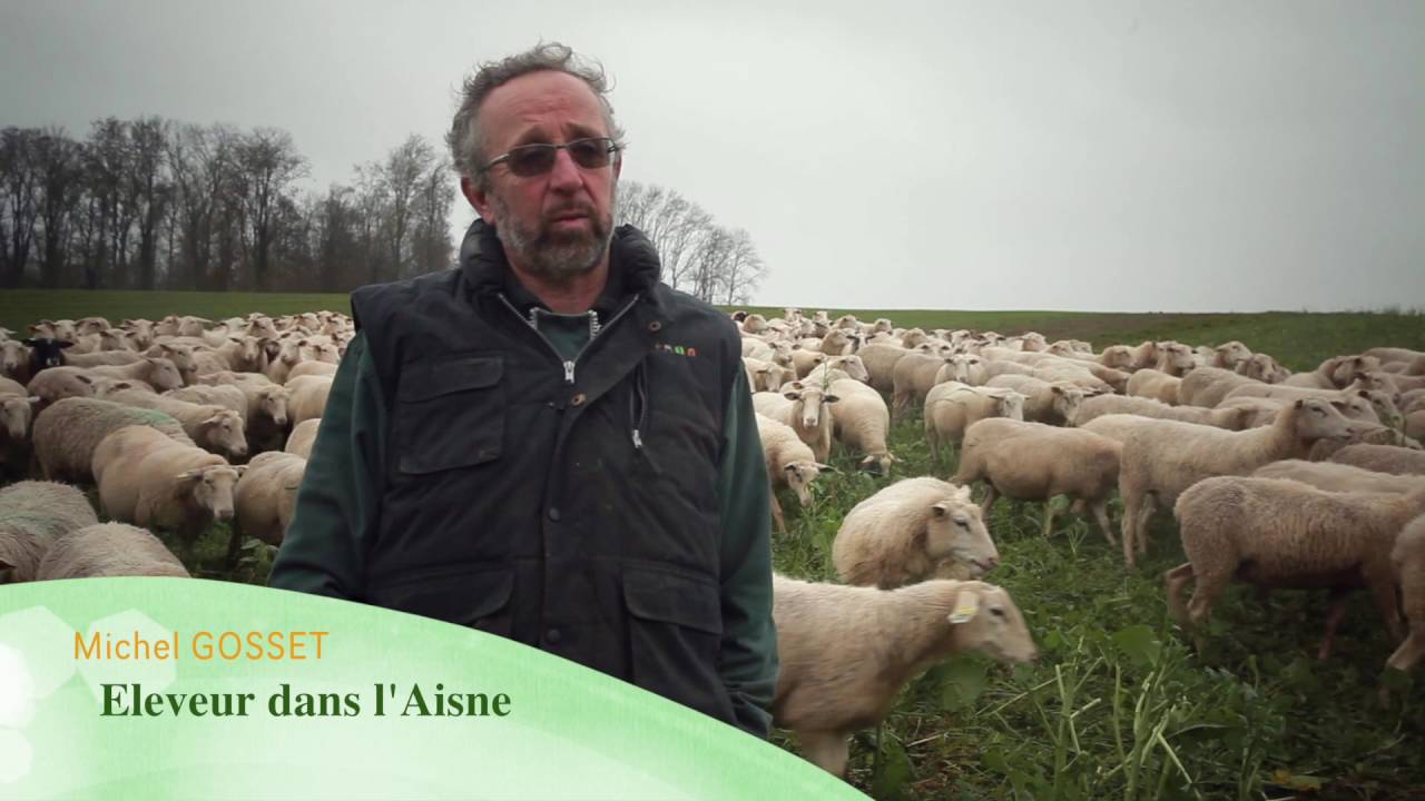 Terres de France - Elever et vivre des brebis sur une exploitation céréalière