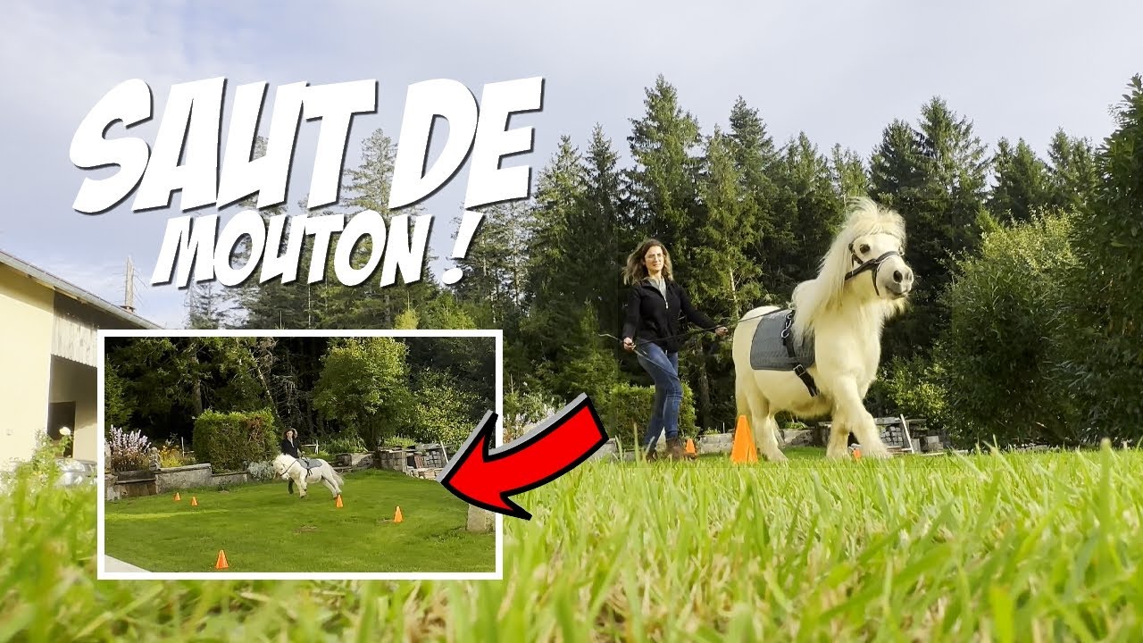 MA VIE DE CAVALIÈRE/PROPRIÉTAIRE : JDMP#1
