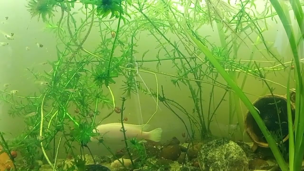Mudando Guppys al patio y mi primera experiencia con cíclidos.