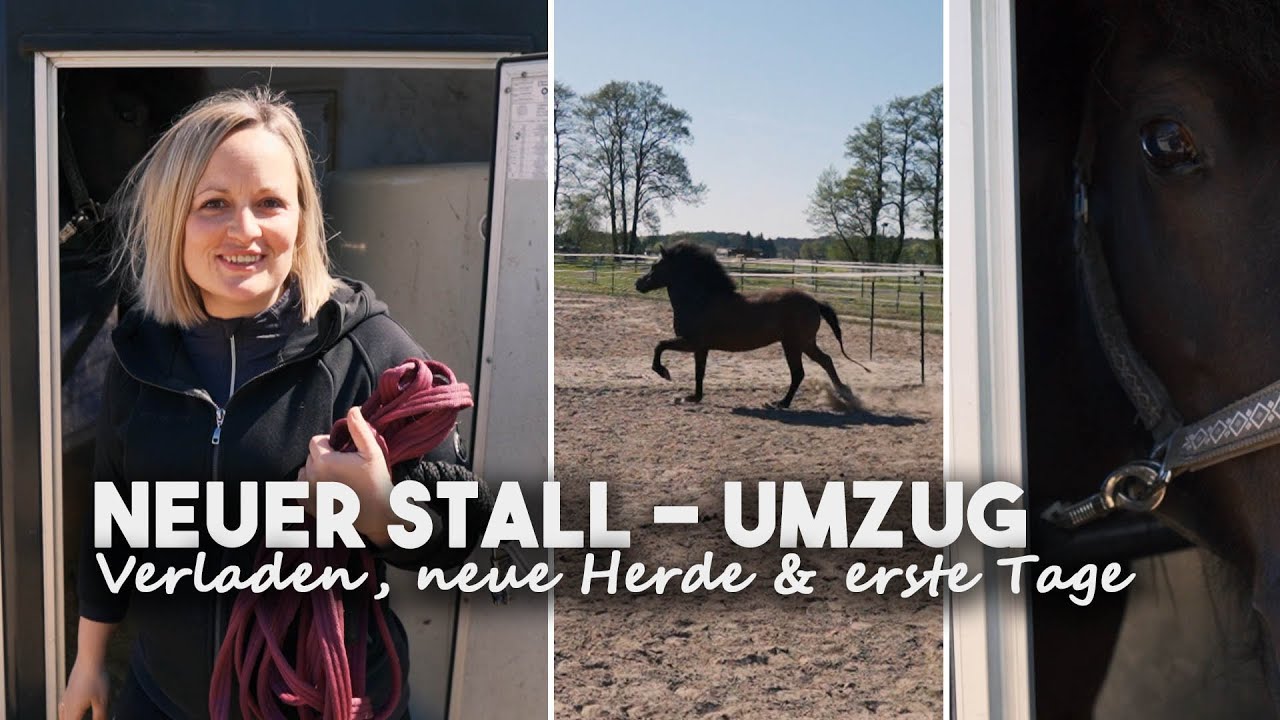Neuer Stall für mein Islandpferd I Mellis Blog