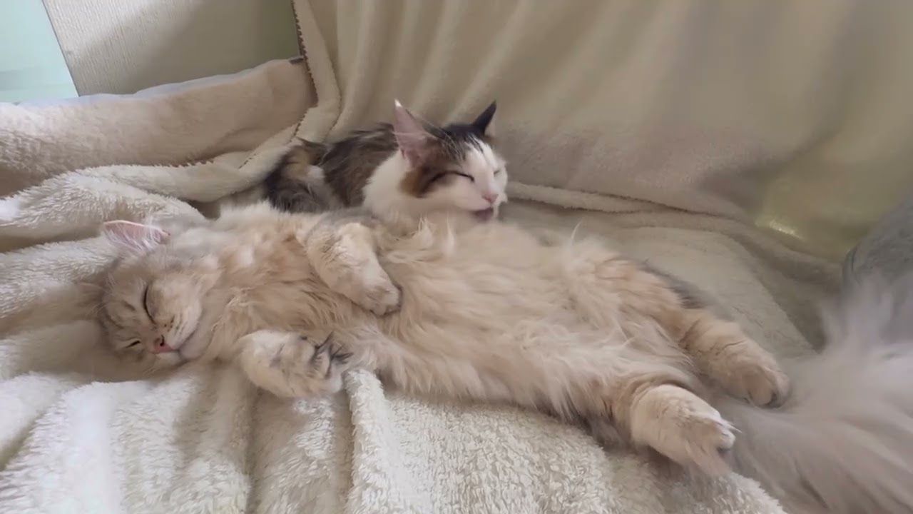 3분동안 구르밍 받으며 자는 고양이 (with 골골송)
