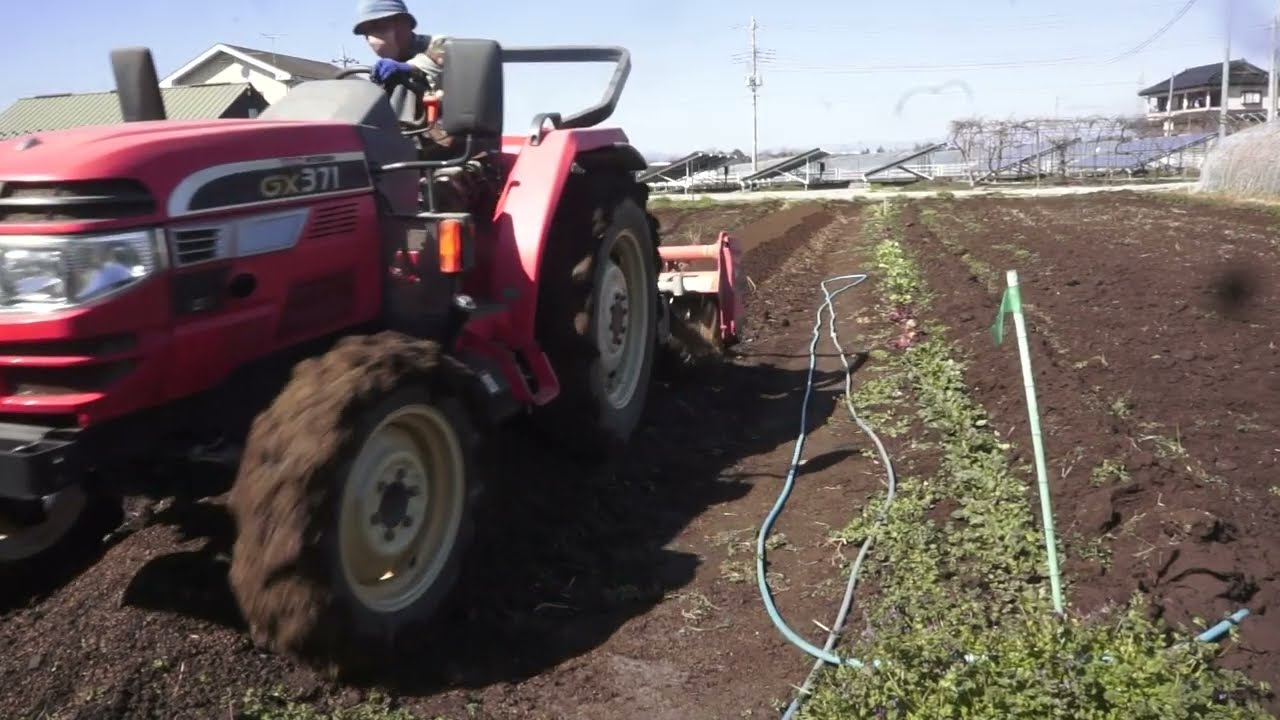 トラクター給油とプチエコ自然農　ジャガイモ種まき準備　畝作り　3日目