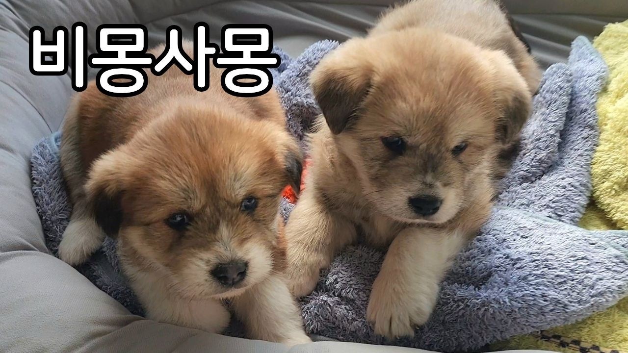 완벽 적응 천재견! 아리 뜨리♥