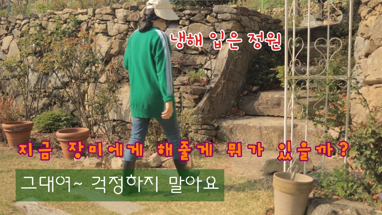 날씨가 웬수ㅣ장미 줄기 가지 이파리 눈여겨 보기ㅣ데비의 장미정원 ㅣ가드닝팁 ㅣ마당있는 집