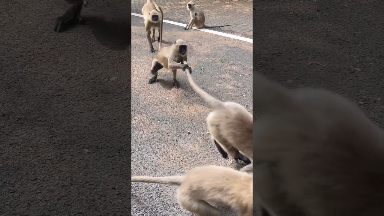 The Funniest Monkey Tail Prank 😂#shorts #monkey #animals #funny #prank #monkeyvideo #langoor