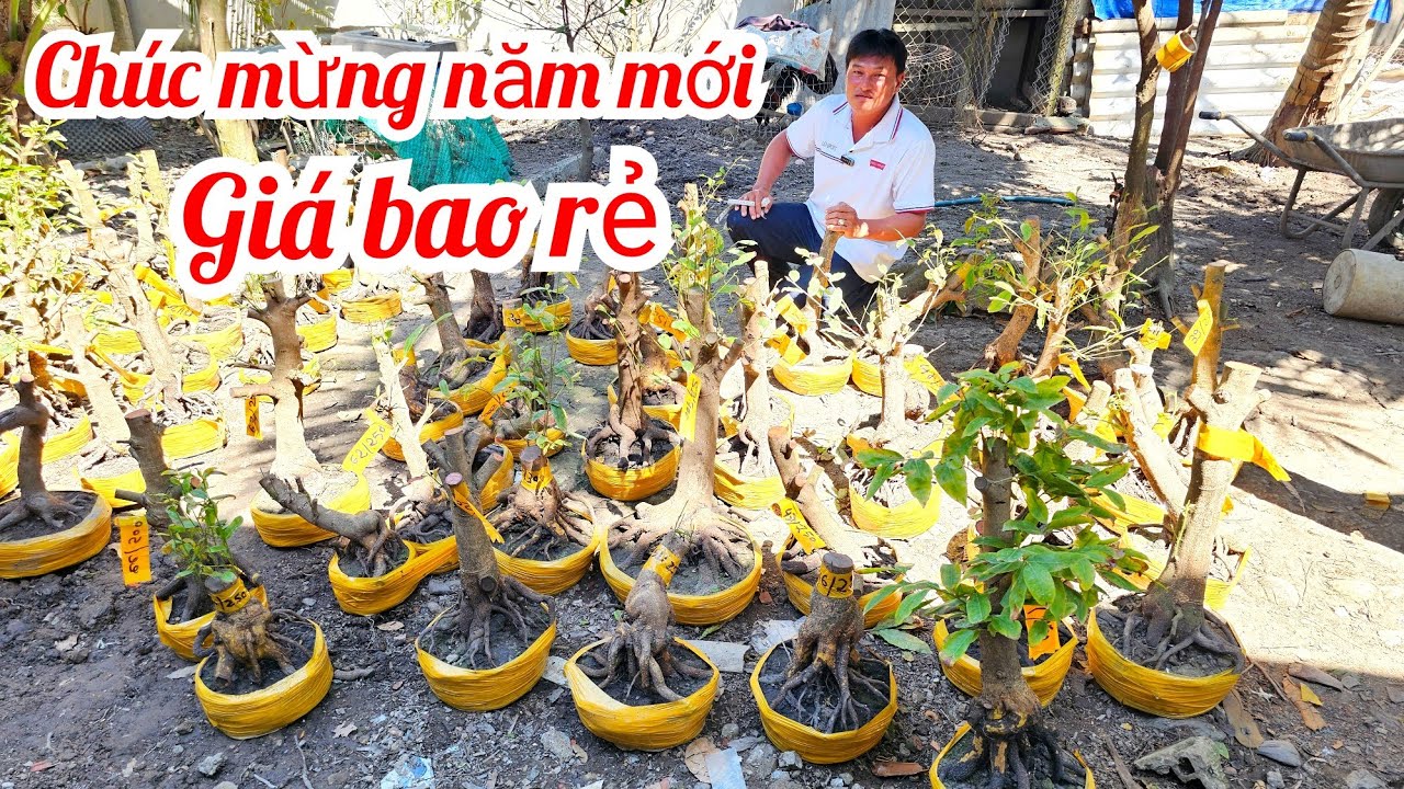 Minh Vương 📲 O973543264 mai vàng giảo Thủ Đức giá rẻ 19/2 mùng 3 Tết (@MaivàngQuêdừa)