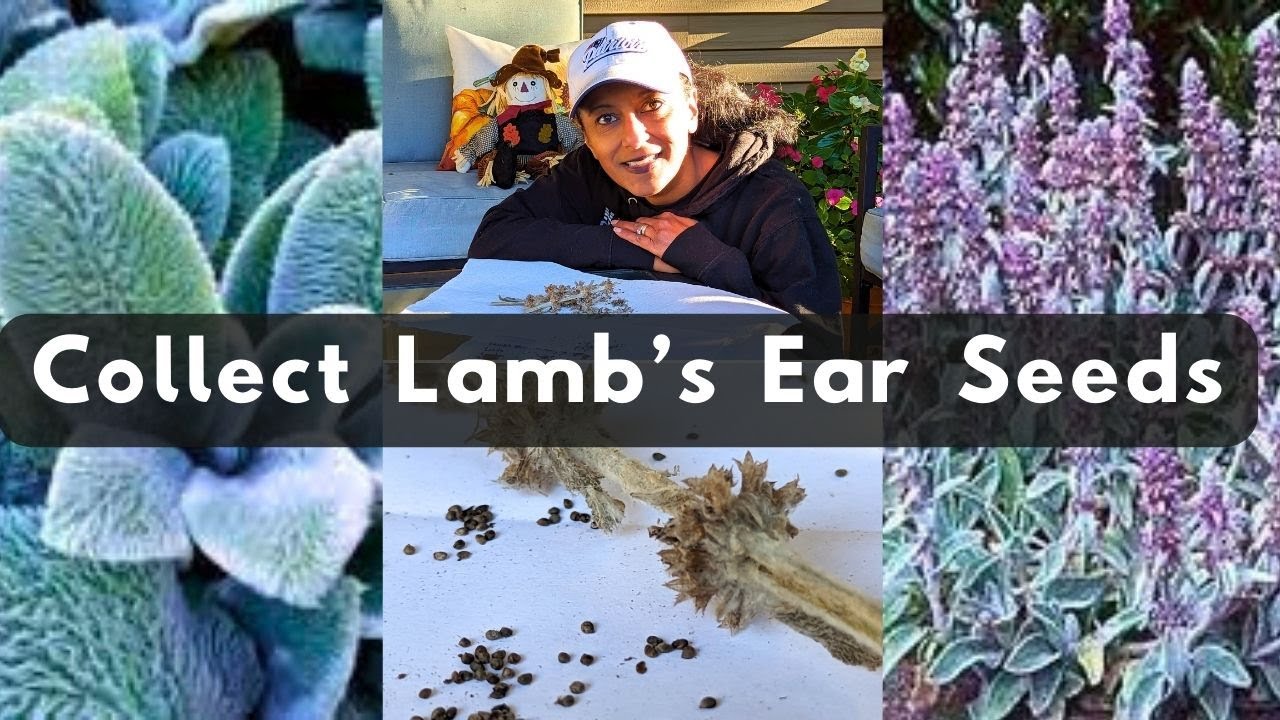 How To Collect Lambs Ear Seeds