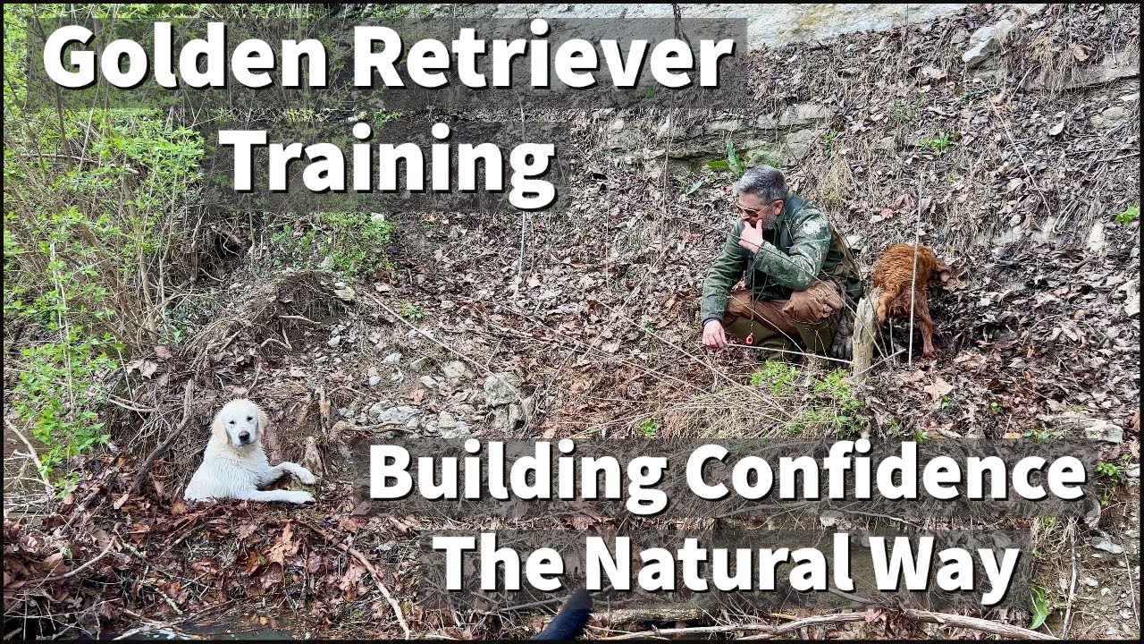 Golden Retriever Training - Building Confidence The Natural Way