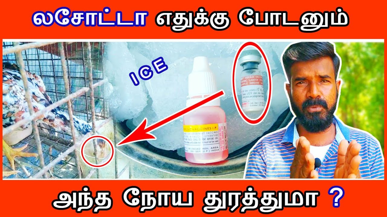 லசோட்டா ( LASOTA ) எதுக்கு போடனும் | அந்த நோய துரத்துமா ?| 13.08.21 | TAMIL | GUNA NATTUKOZHI PANNAI