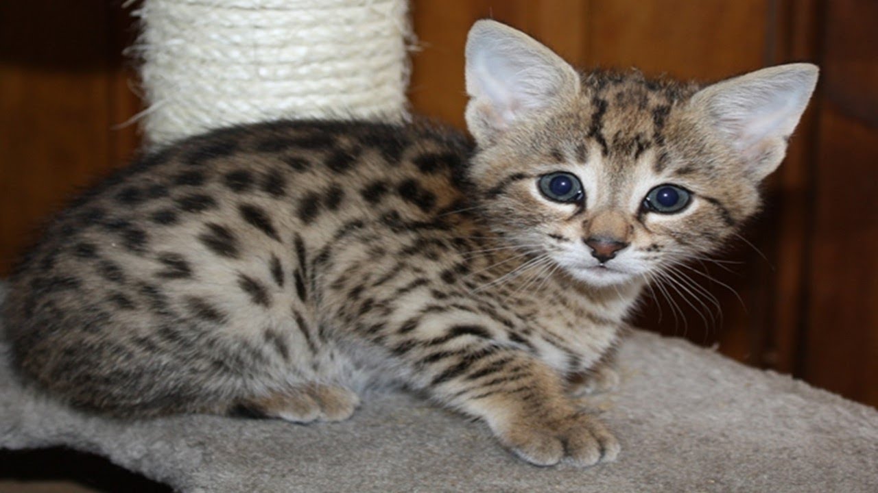 Living with a Savannah cat | Ep 2