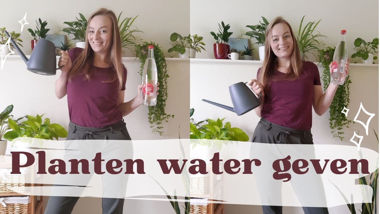 BRUISWATER VOOR PLANTEN? - Kamerplanten water geven
