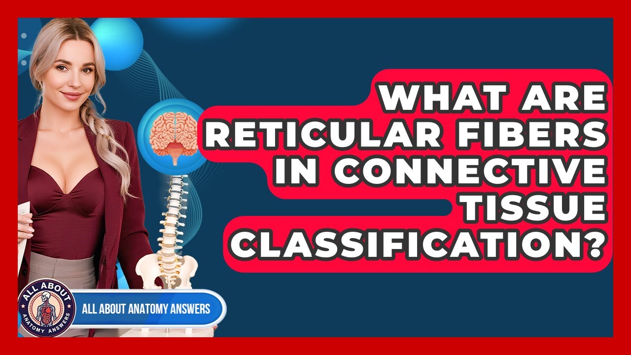 What Are Reticular Fibers In Connective Tissue Classification? - All About Anatomy Answers
