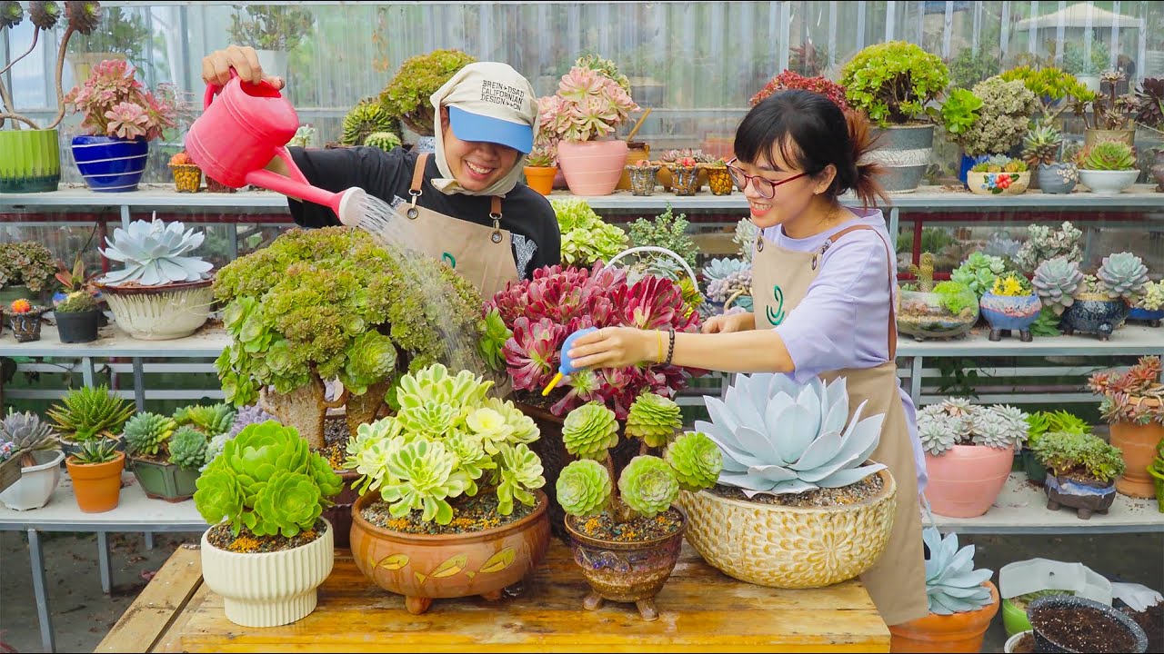 Repot and take care for succulents before wet season // Joy Garden Succulent 🥰💙