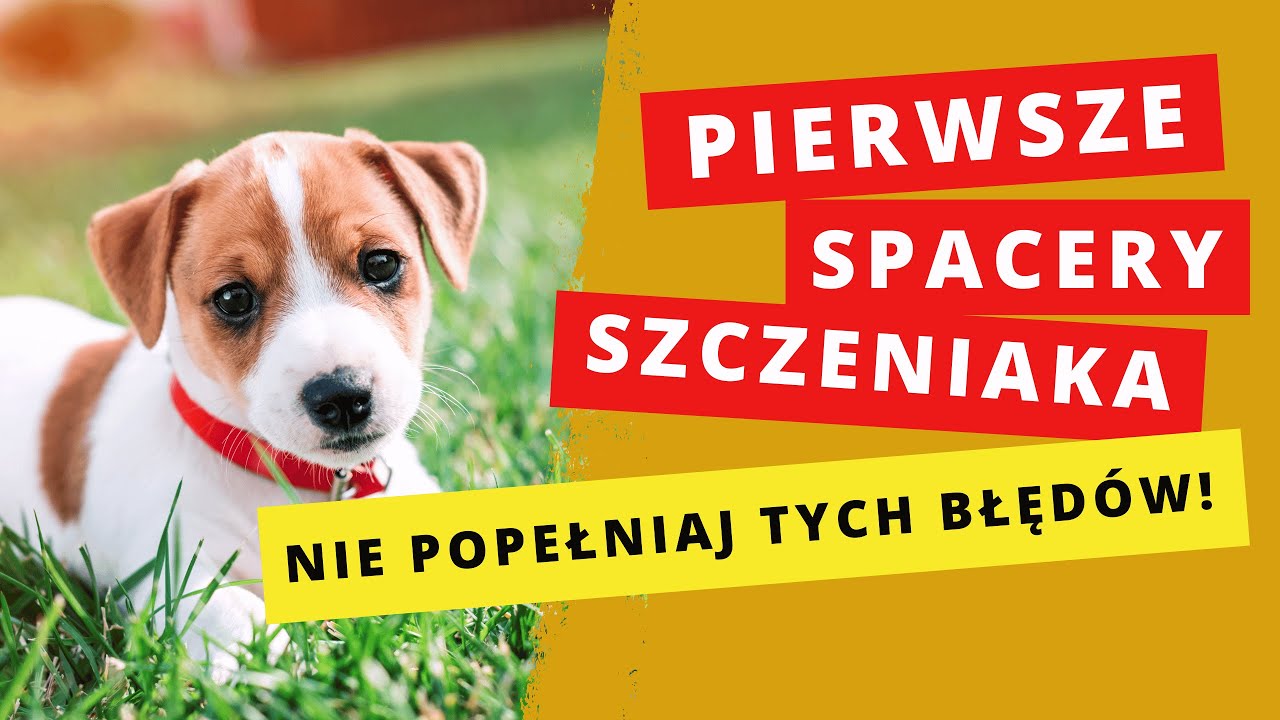 Pierwsze spacery ze szczeniakiem. Jakich błędów nie popełniać.