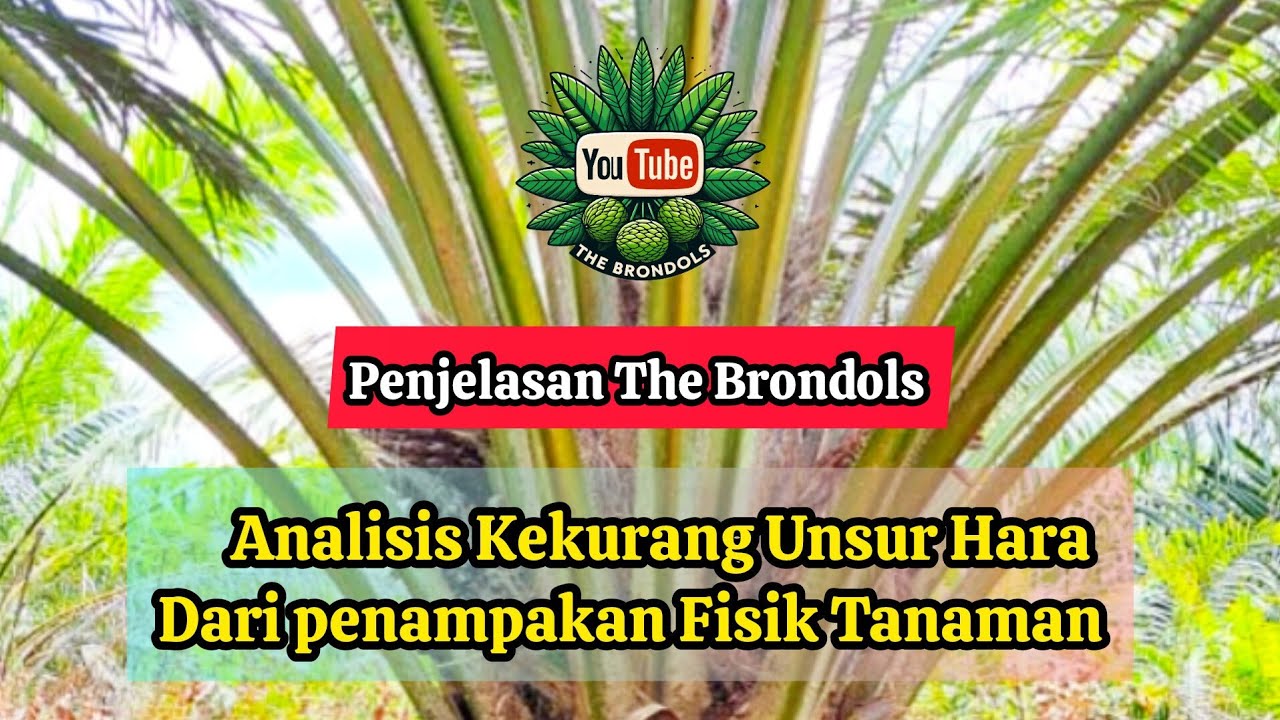 Penjelasan The Brondols : Analisis Kekurang Unsur Hara Dari penampakan Fisik Tanaman