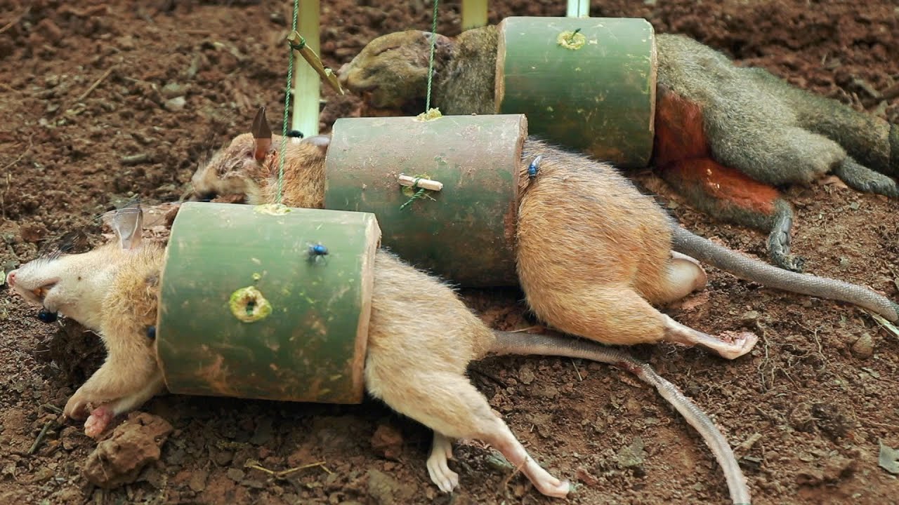create special amazing primitive Bamboo trap for jungle rats