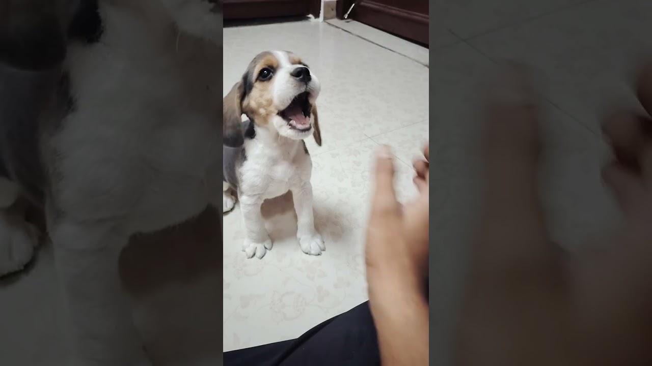 “Small paws, big mischief, endless cuteness 🐾💛”#BeaglePup #BeagleLove #BeagleLife #PuppyLove #Puppy