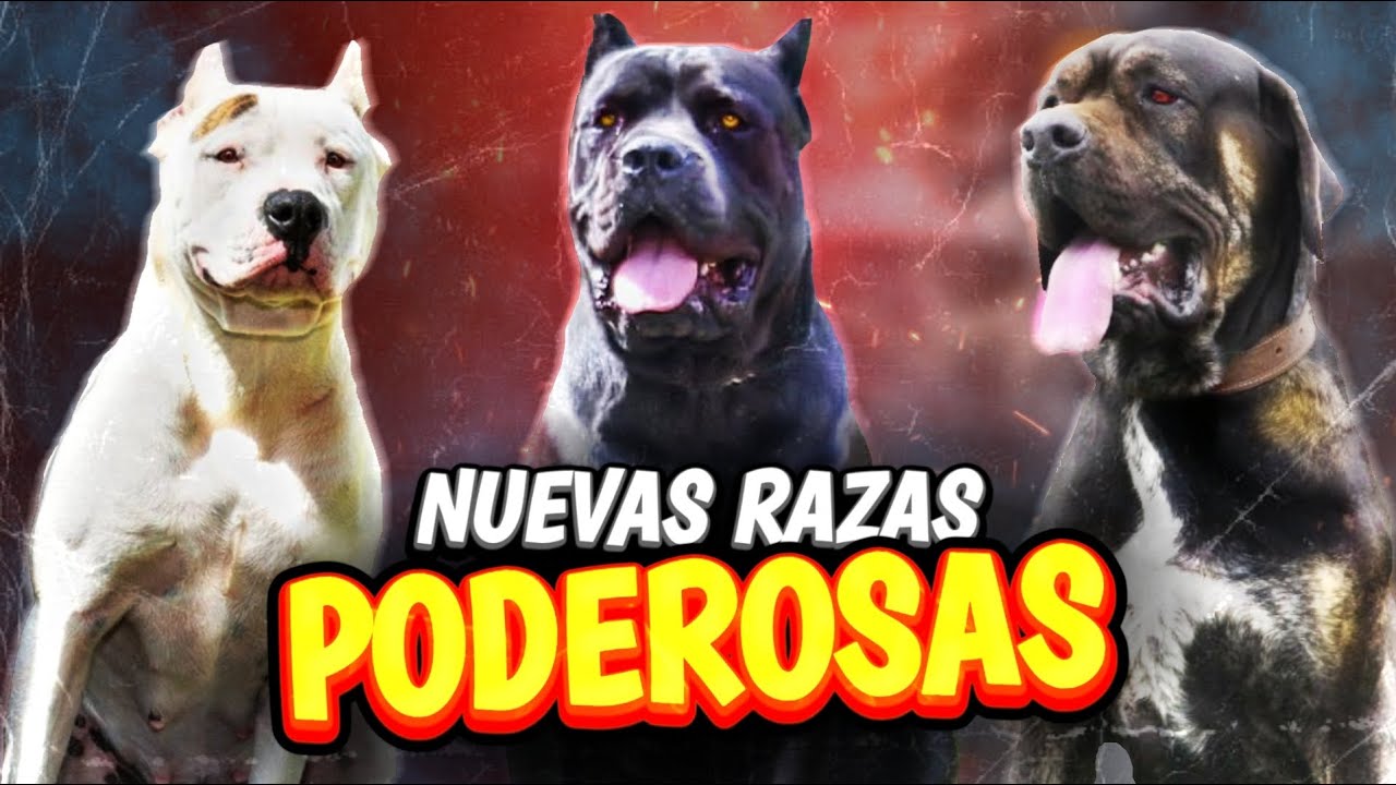 3 Nuevos Híbridos de ÉLITE, CRUCES de razas puras — Parte 2