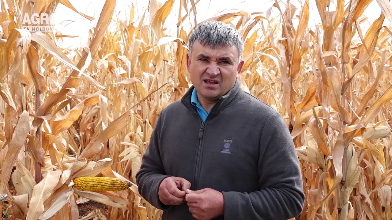 Hibrizii KWS- asigură stabilitate şi performanţă, recolte înalte şi de calitate
