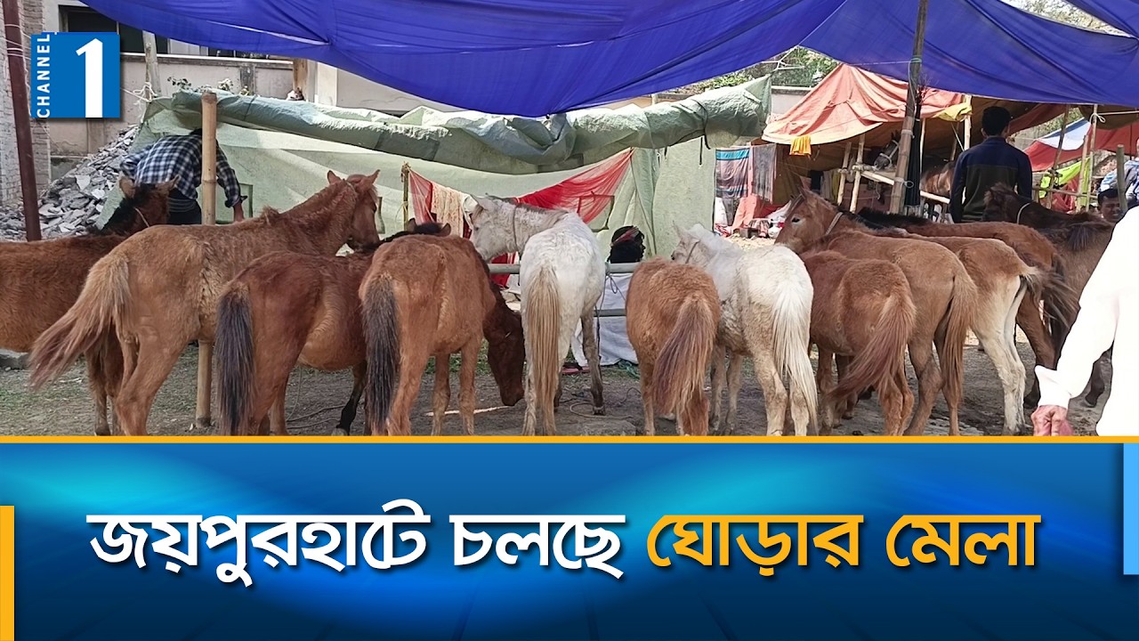 গোপীনাথপুরের দোল পূর্ণিমা মেলায় জমজমাট ৫১৯ বছরের ঐতিহ্যবাহী ঘোড়ার হাট | Channel One News