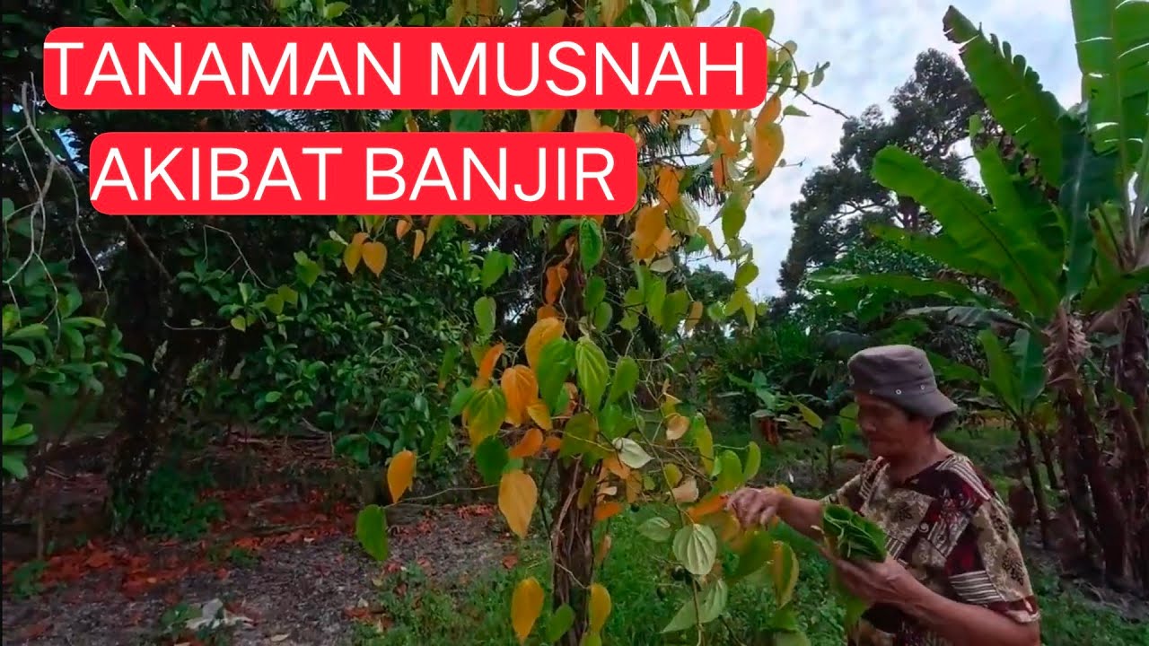 Ambil Sirih & Buah Pinang Di Kpg Sampun, Kota Samarahan Sarawak
