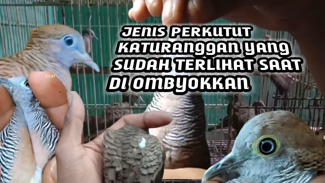 cara memilih perkutut katuranggan diombyokkan