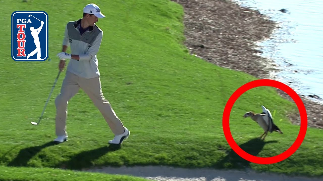 Birds, snakes and LOTS of gators | Best animal encounters at The Honda Classic