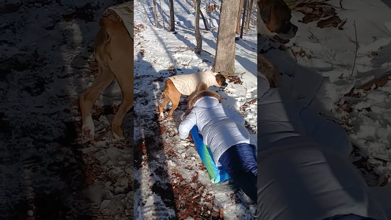 South Carolina Sledding #funnyboxer 