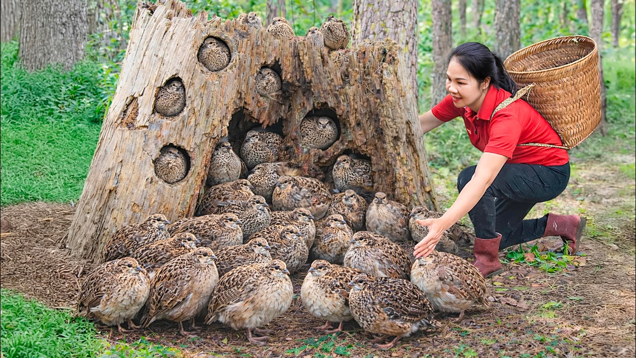 Harvesting Giant Uranium Quail & Go to Market Sell |  the recipe for luring quail out of a nest