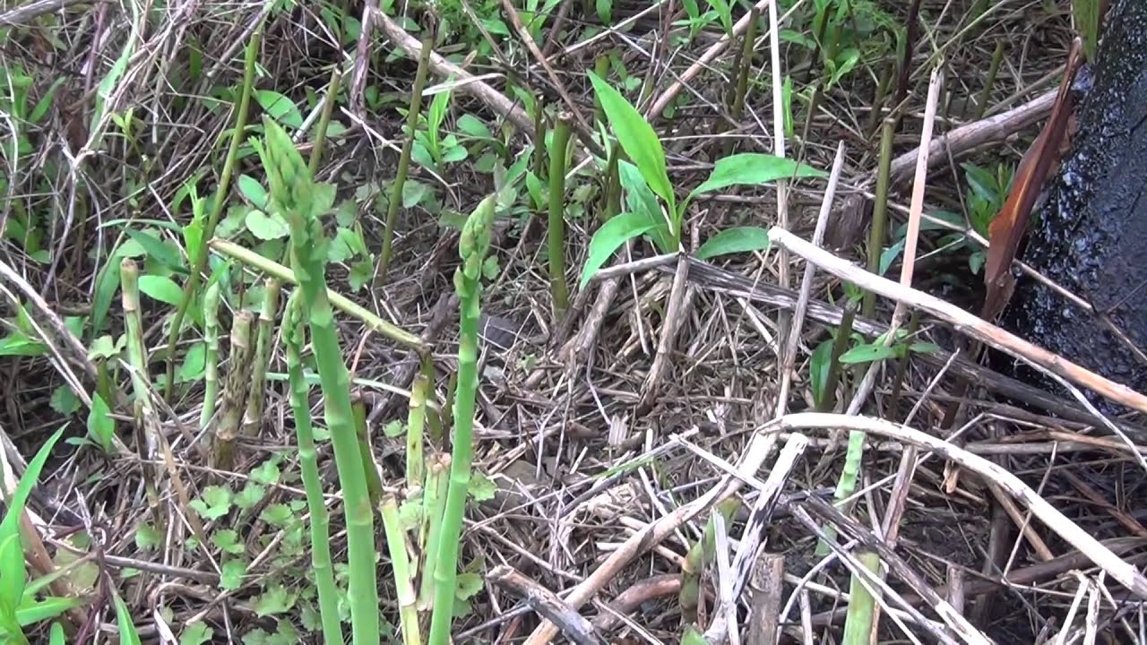 How to Find Wild Edible - Asparagus