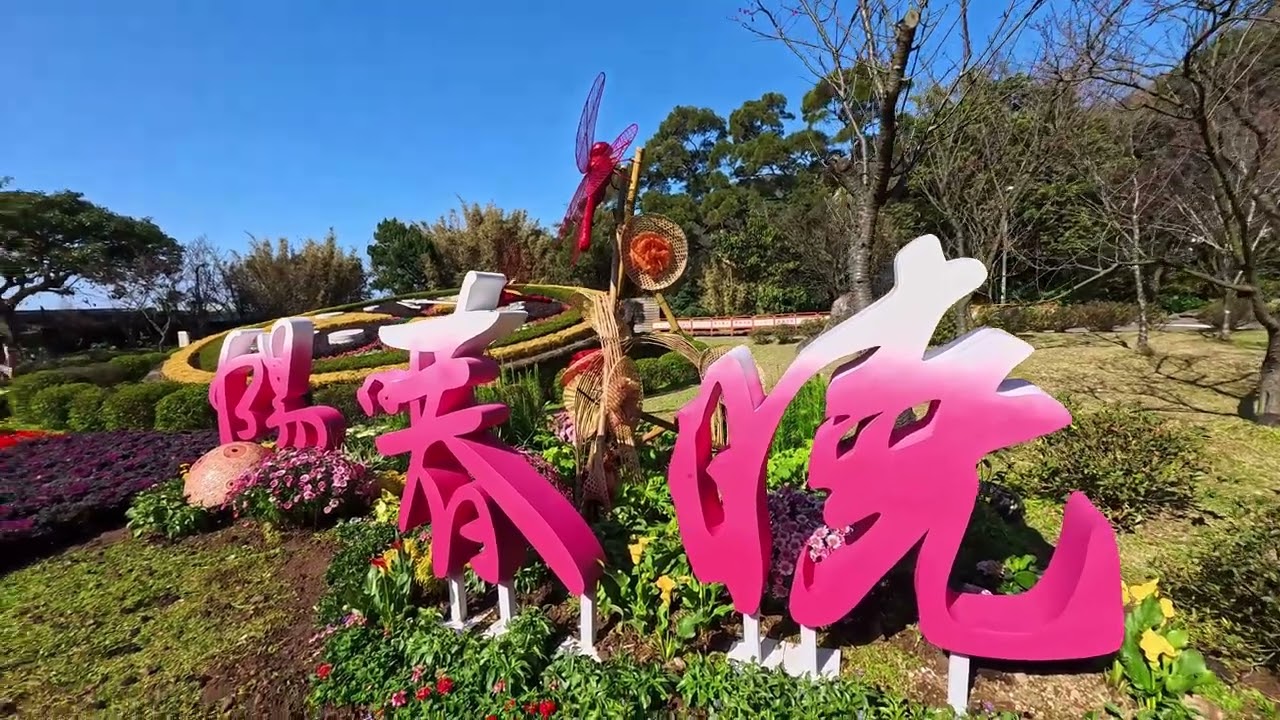 陽明山花鐘前的櫻花20260204