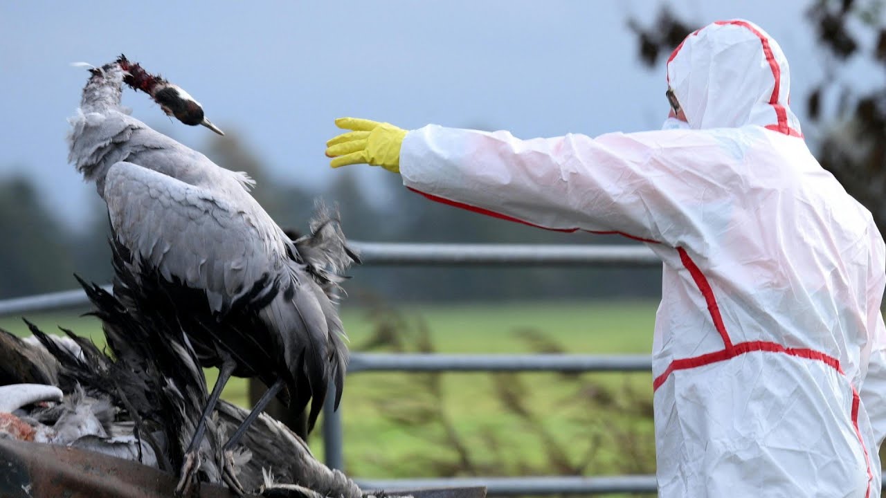 So gefährlich ist die Vogelgrippe