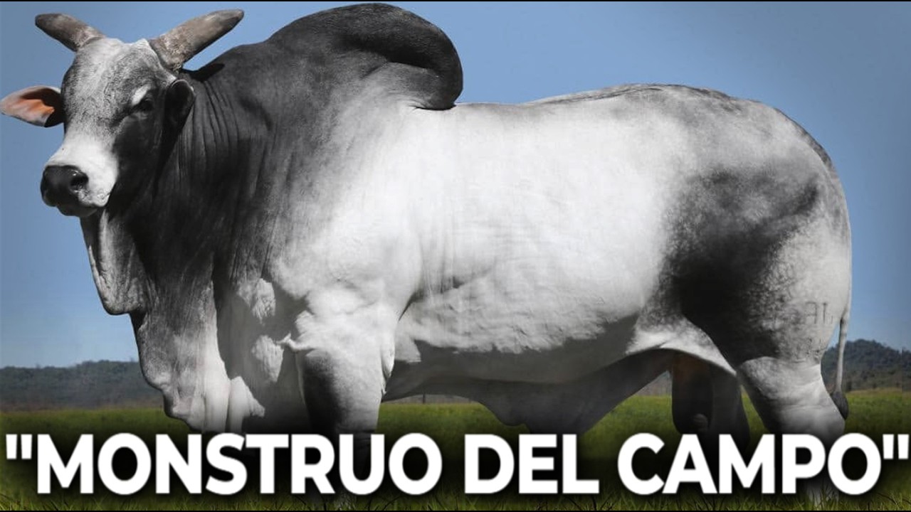 🔴 10 SECRETOS DEL PODEROSO BRAHMAN QUE NINGUN CRIADOR EXPERTO TE DICE