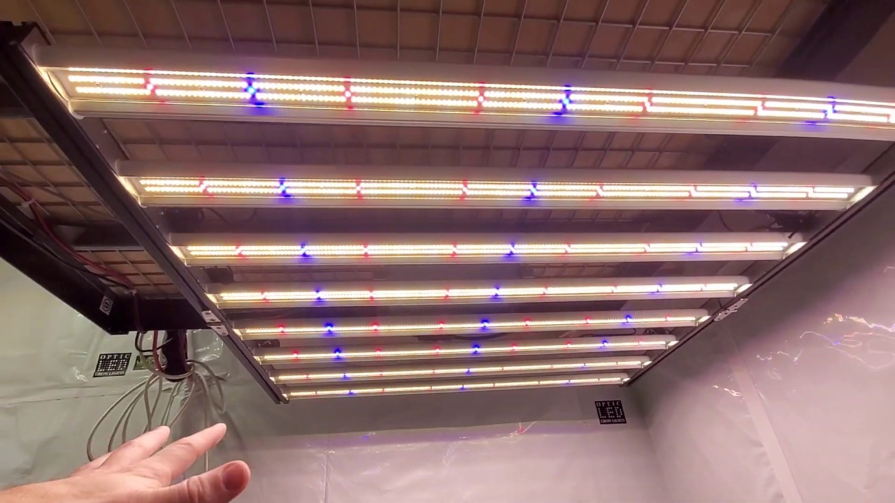 9 Weeks flowering Slim600h & Optic 6 Gen4 - Dimmable LED Grow Lights