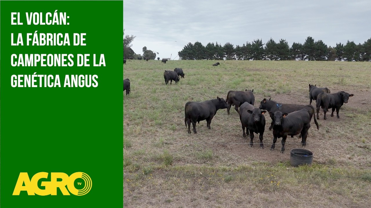 El Volcán: la fábrica de campeones de la genética Angus (#1179 2026-03-14)